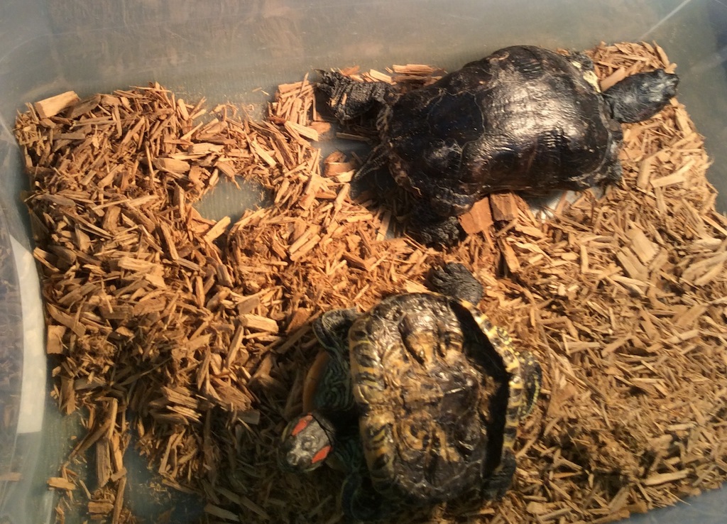 abused tortoises
