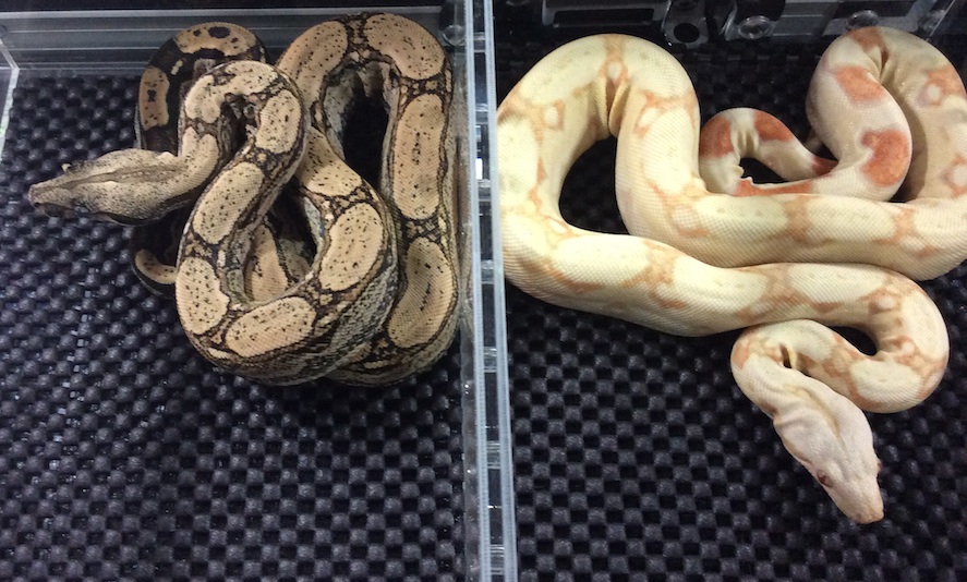 Boa Constrictor