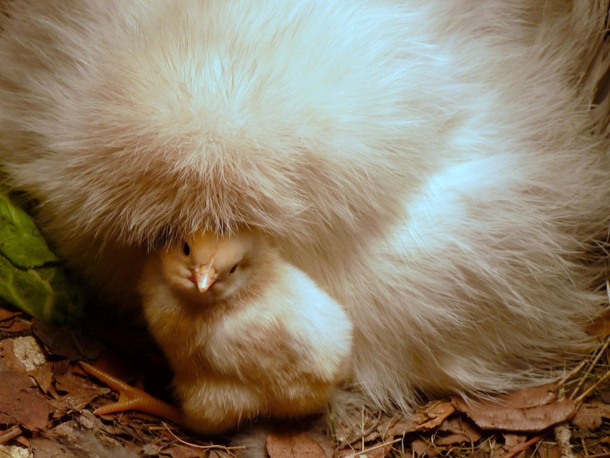 6 strange celebrity pets