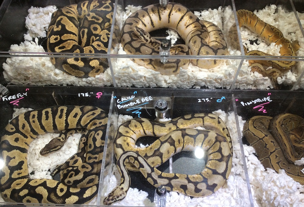 Bumblebee python regius