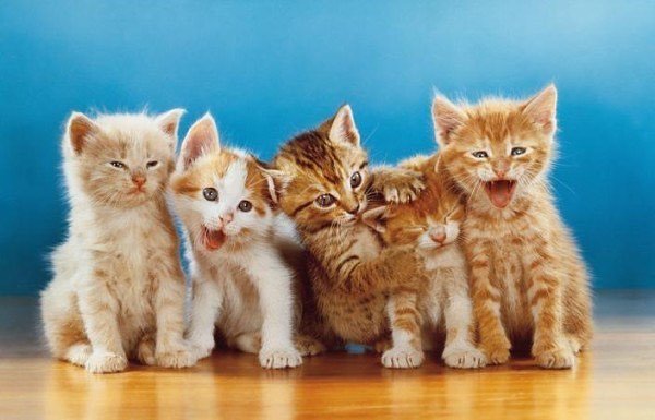 cats by Chandoha