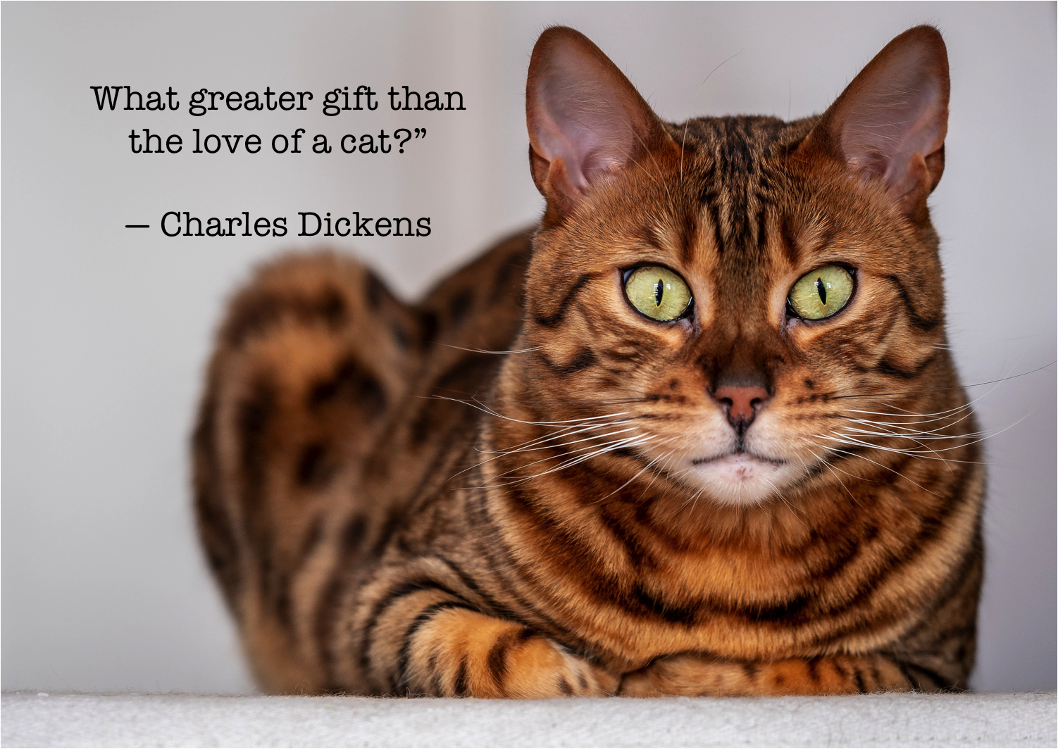 Cat quote Charles Dickens