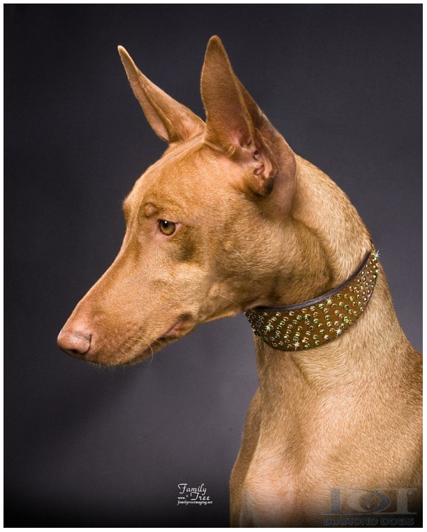 Whiskey Citrus Leather Gem Dog Collar