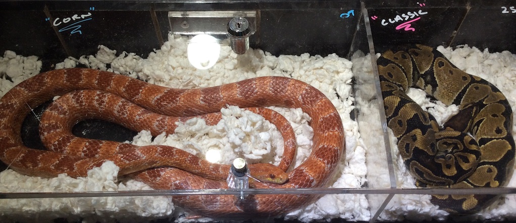 Corn snake