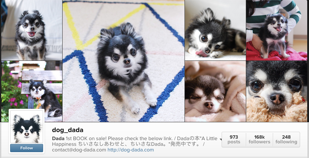 Dog Dada