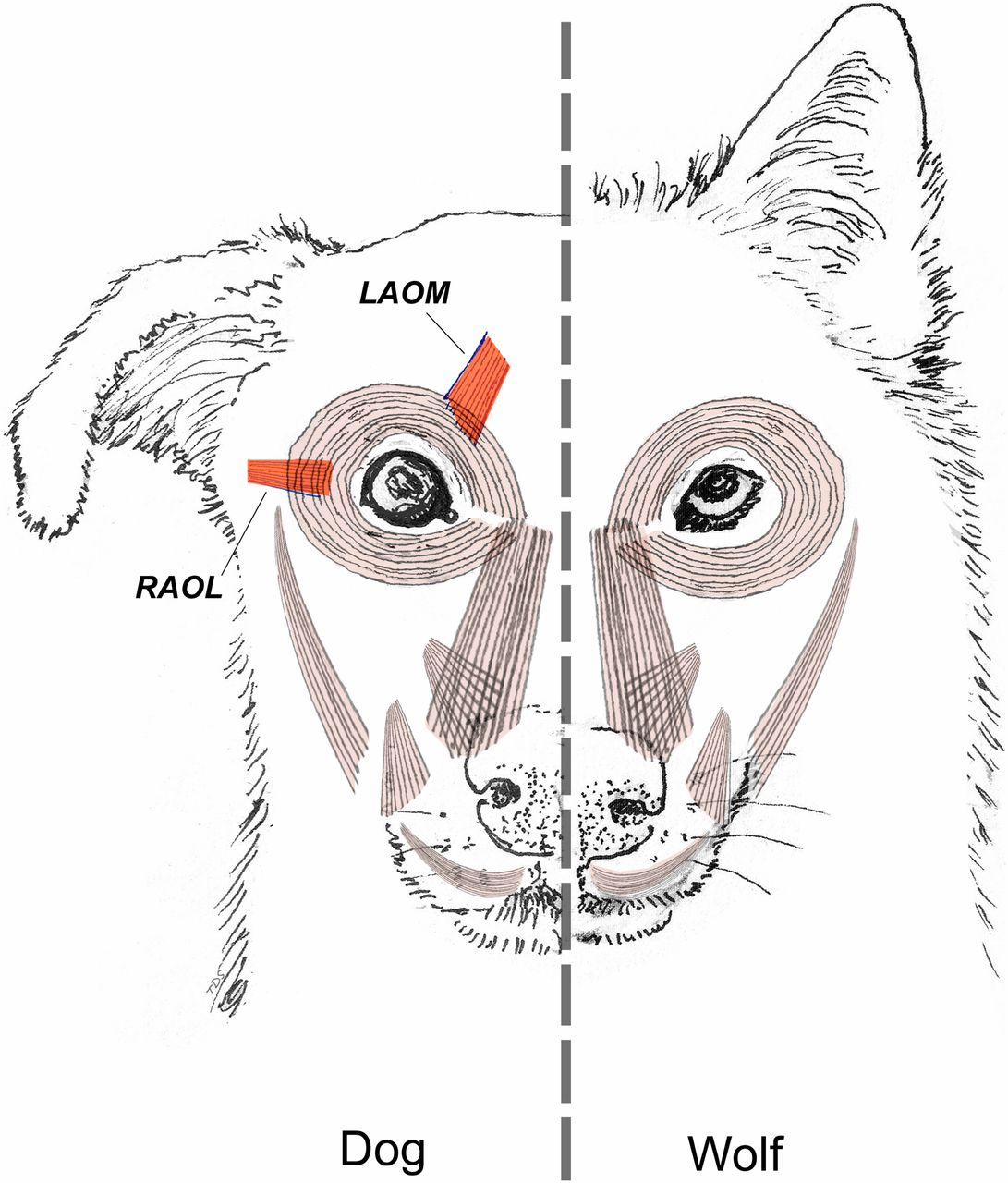 Kaminski Evolution Dog Face