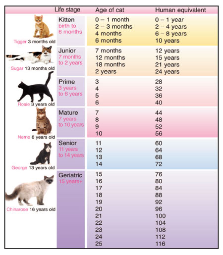 Cat Life Stages AAHA
