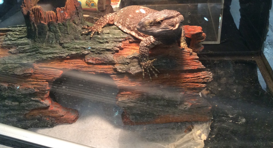 Monitor Lizard