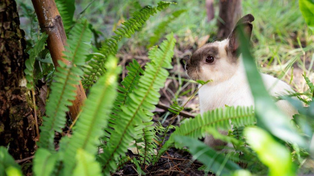 Himalayan Rabbit