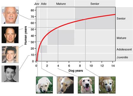 Dogs Age Human Years
