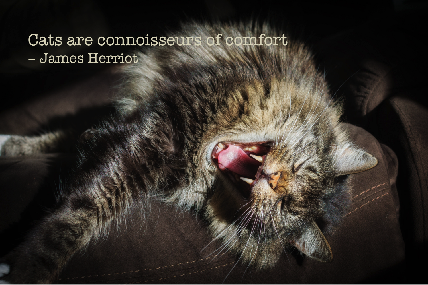 James Herriot Cats