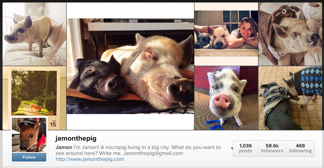 Jamon The Pig