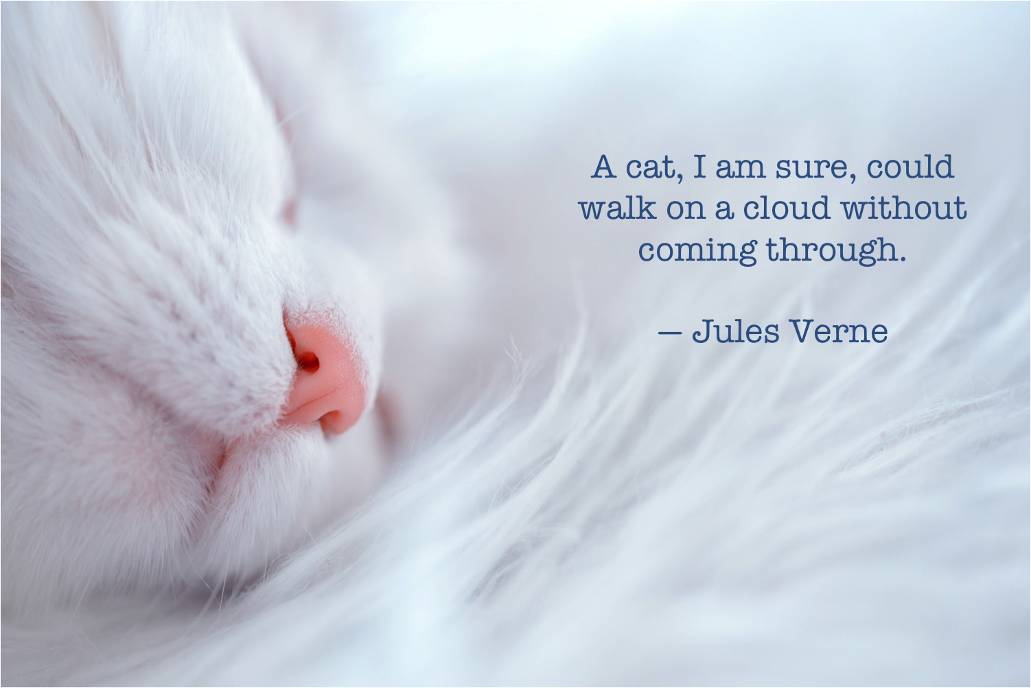 JulesVerneCatQuote