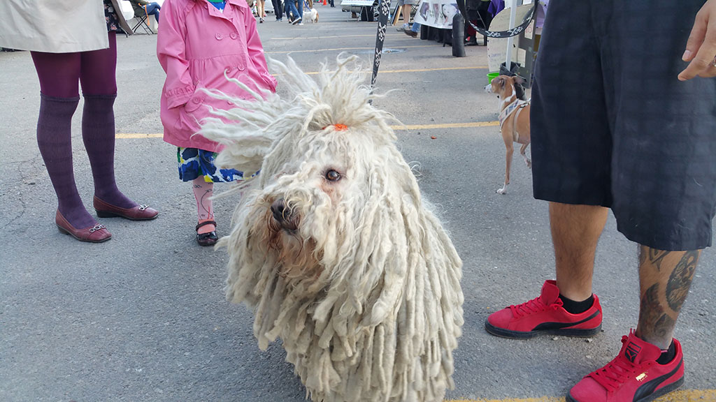 Puli