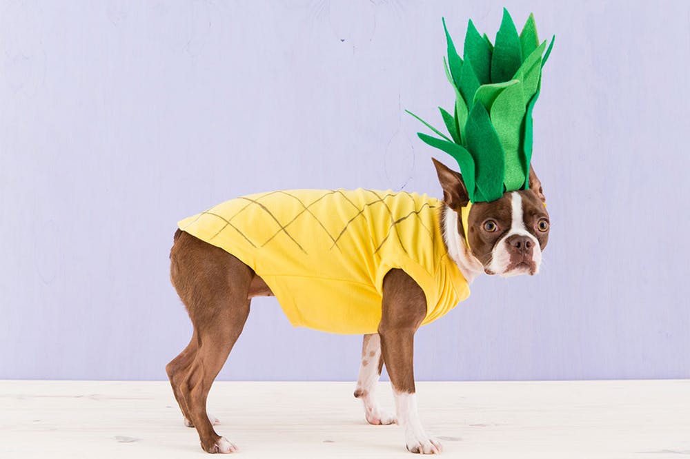 Pineapple Dog Costume