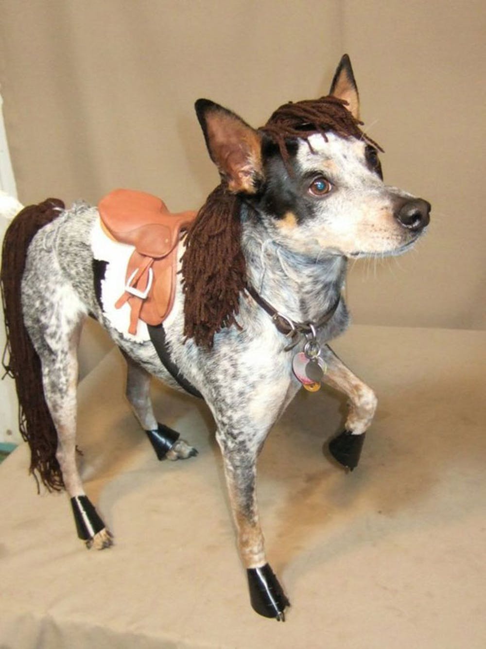 Pony dog costume