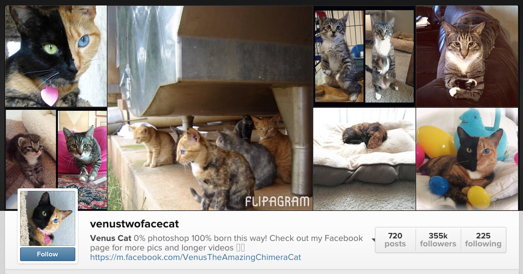 Venus Cat On Instagram