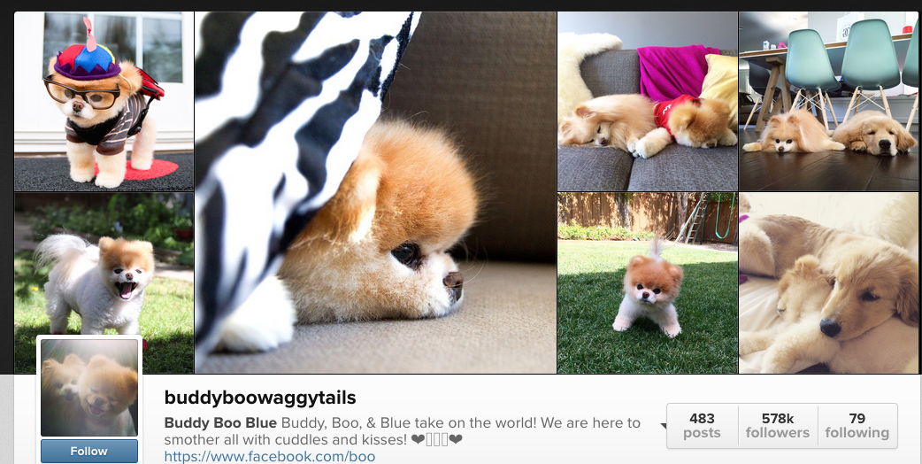 Boo The Cutest Dog In The World