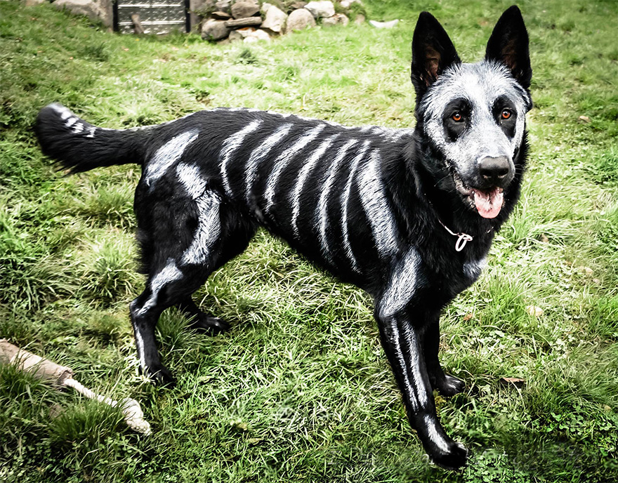 Non Toxic Painted Skeleton Dog