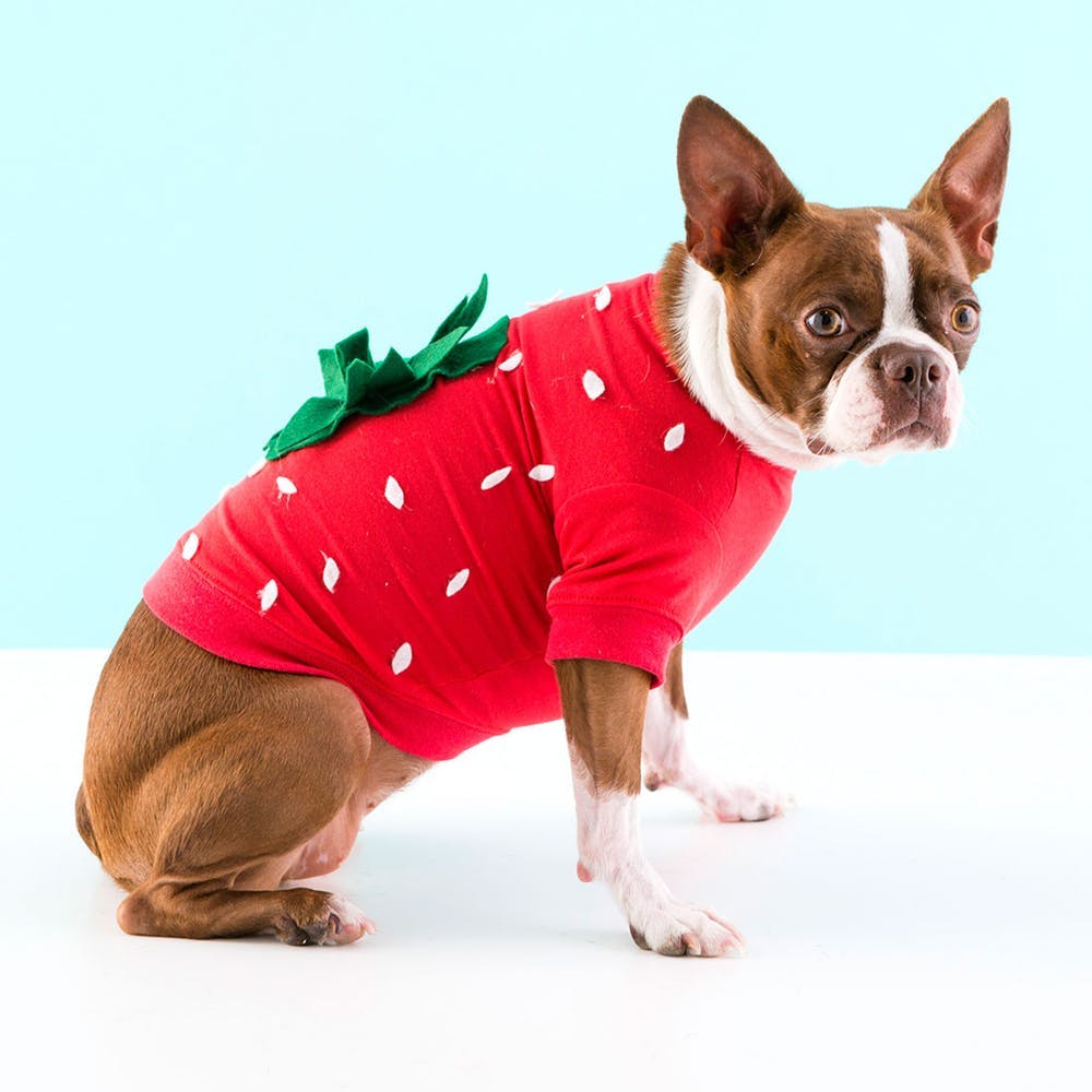 Strawberry dog costume