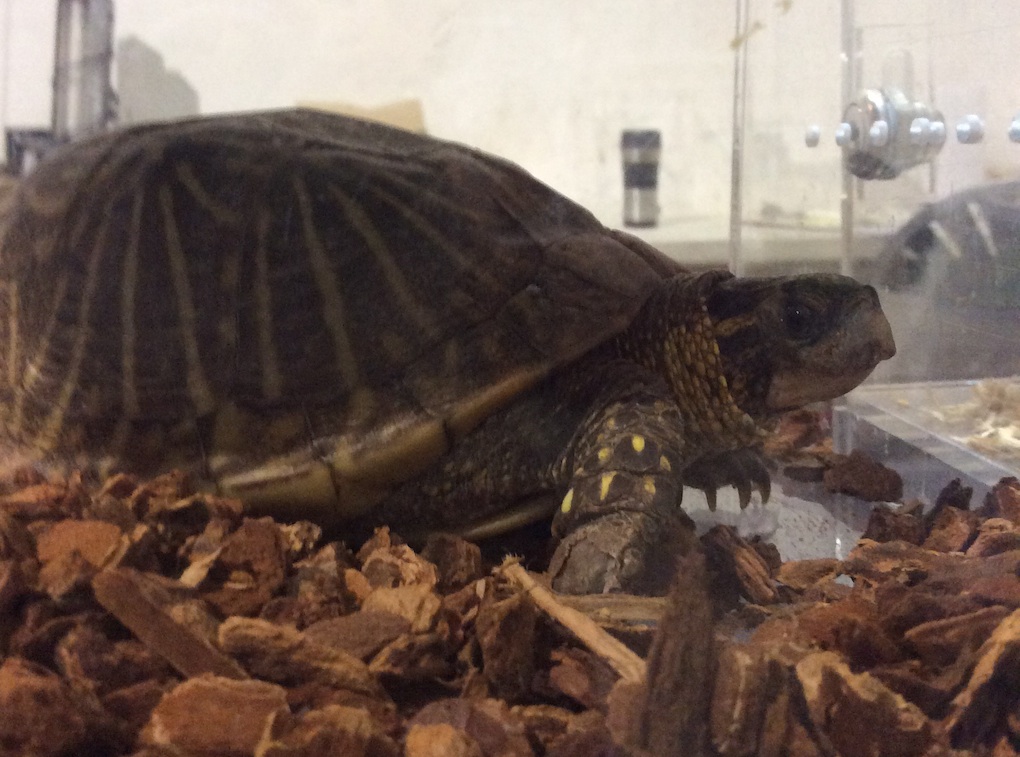 tortoise