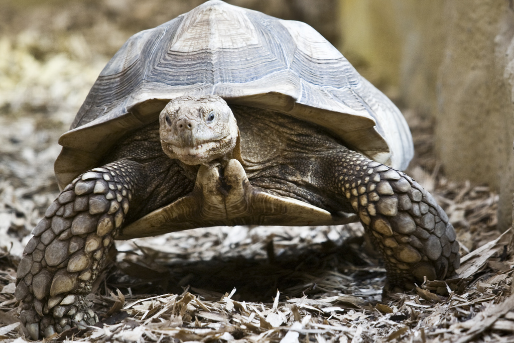 6 strange celebrity pets