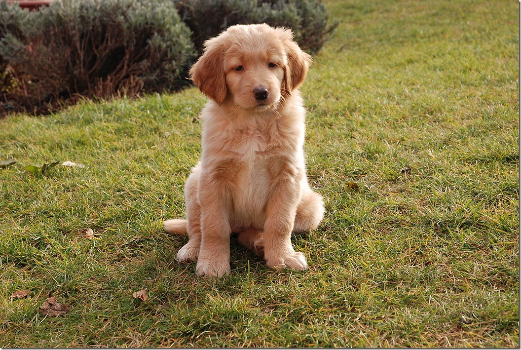 1024px-7weeks_old