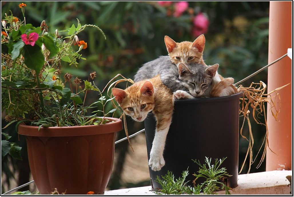 1024px-A_bucket_of_cats