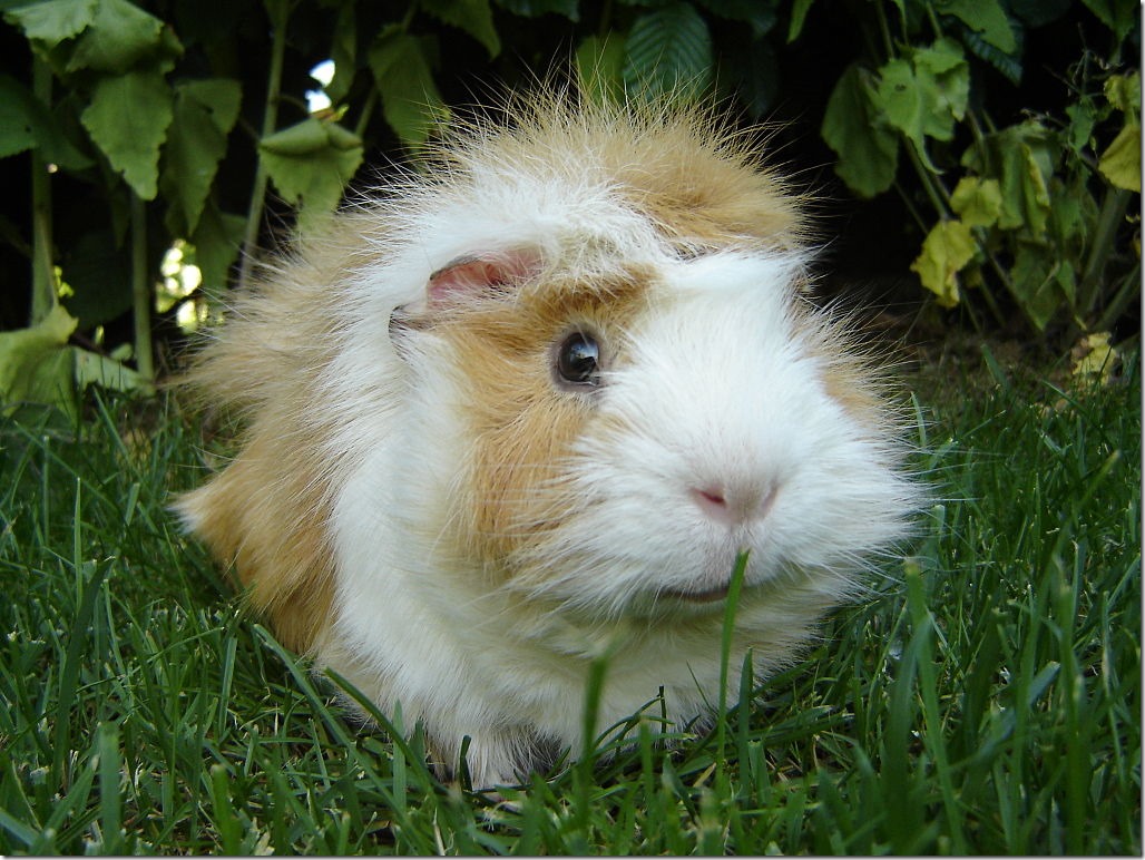 1024px-Guinea_pig-Meerschweinchen