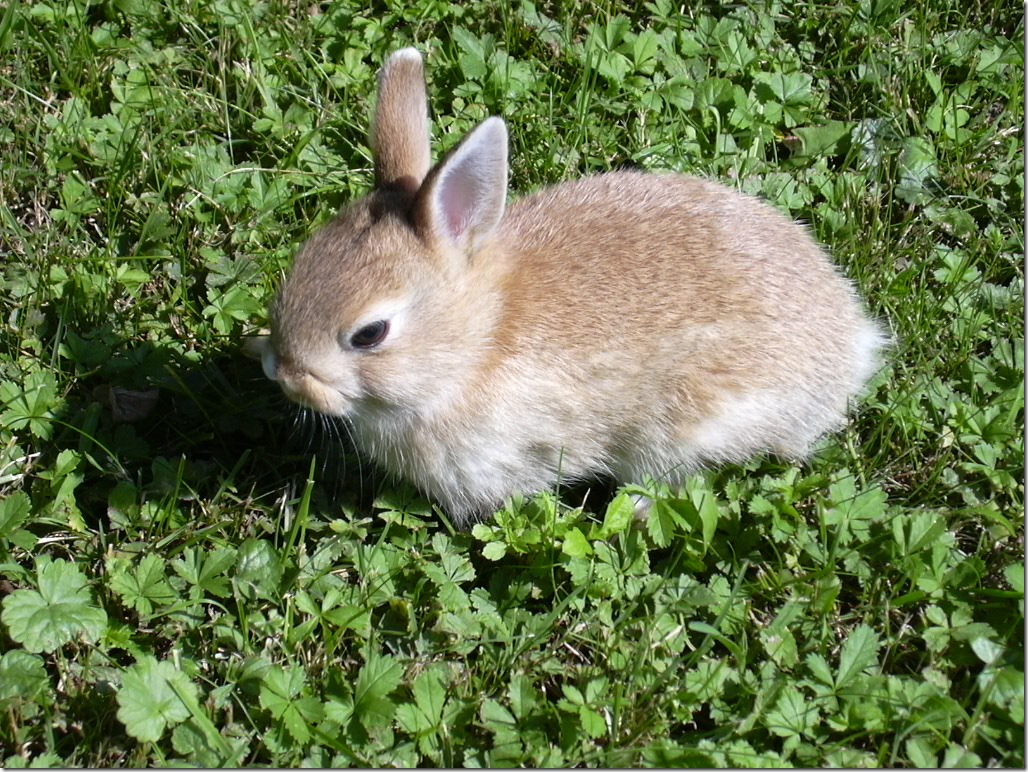 Rabbit_small