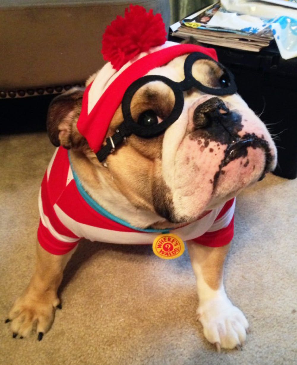 Where's Waldo Bulldog