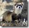 clip_image003